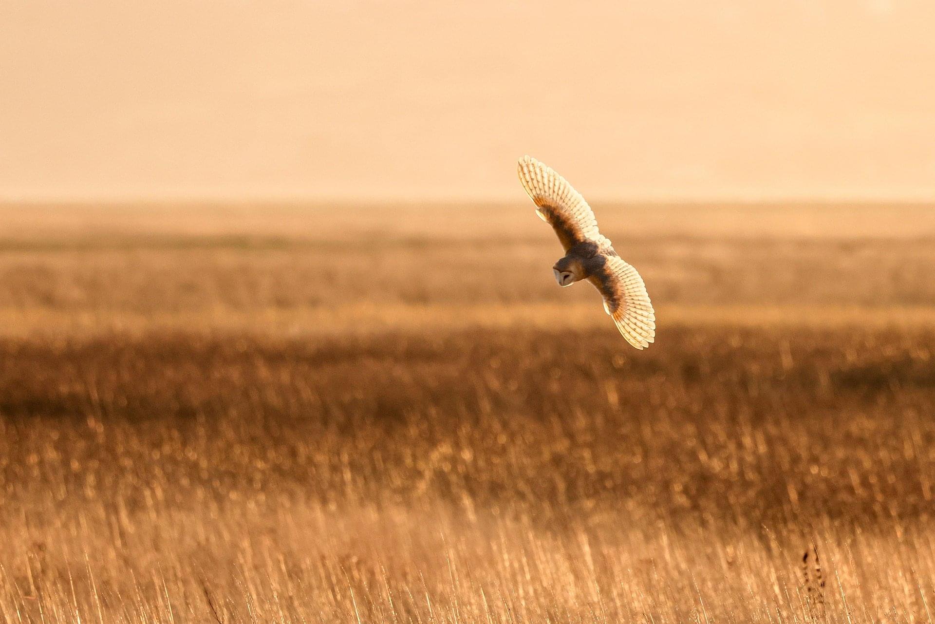 Coruja voando no deserto