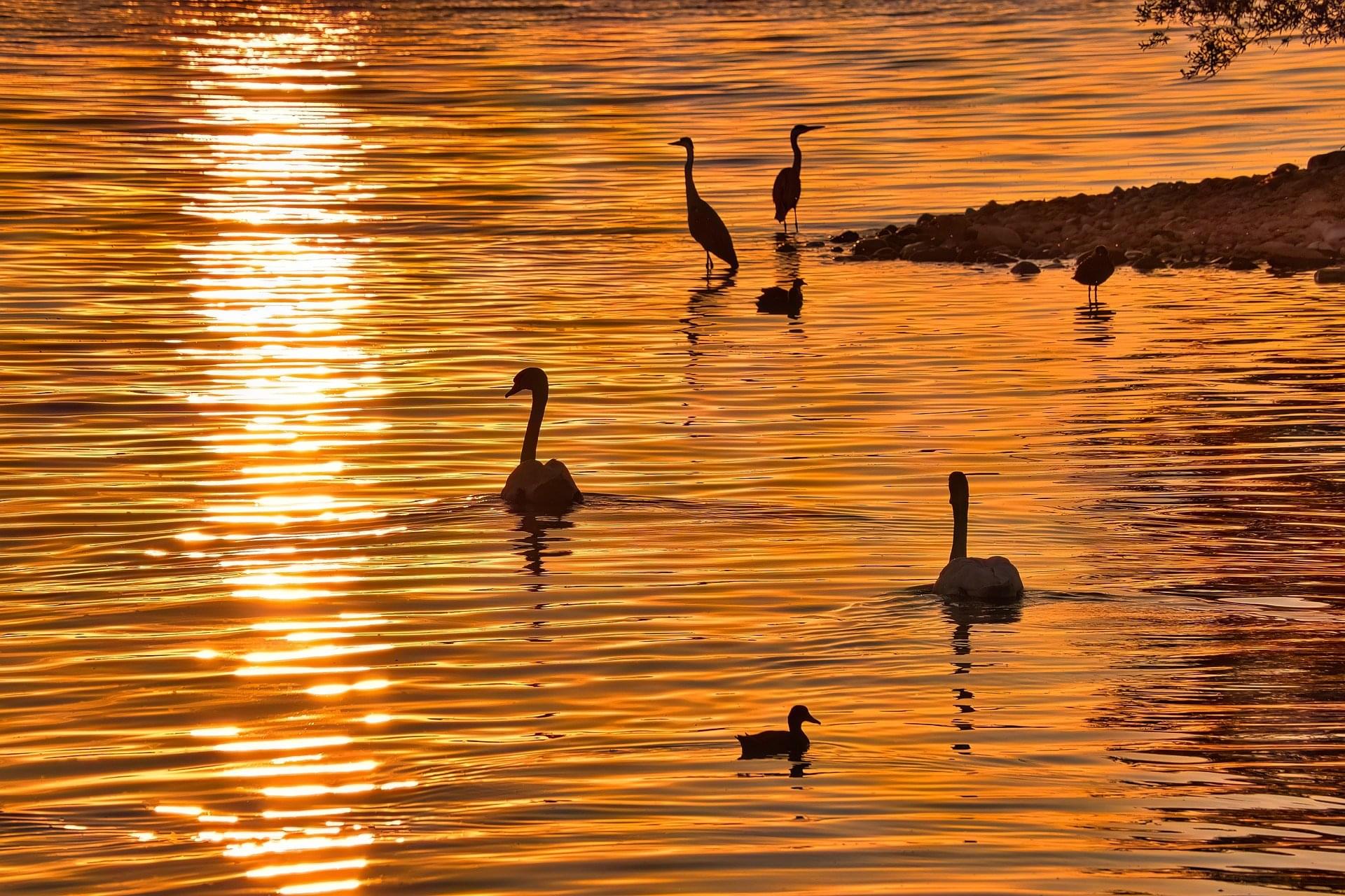 Cisnes no rio