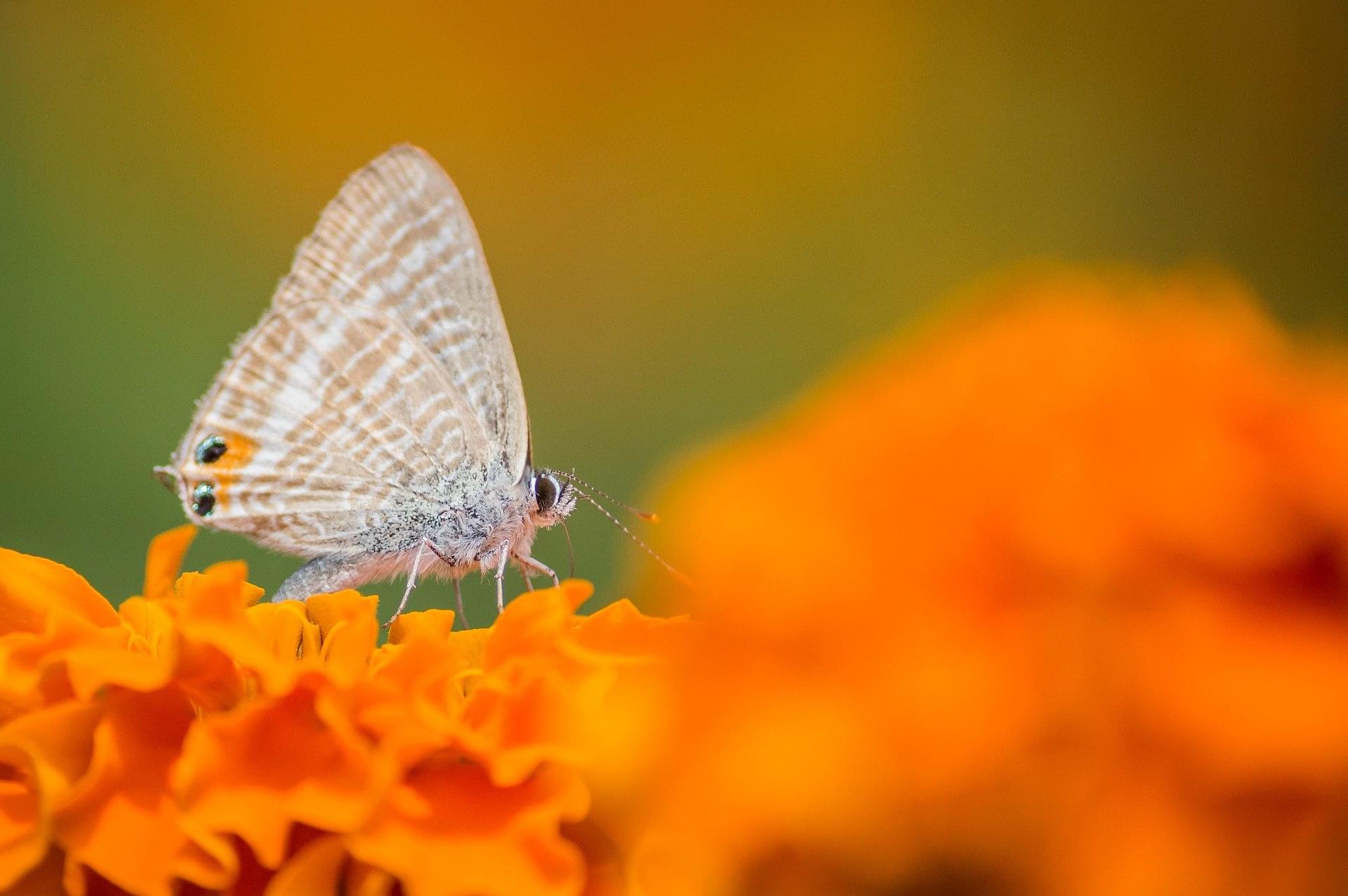 Borboleta na flor