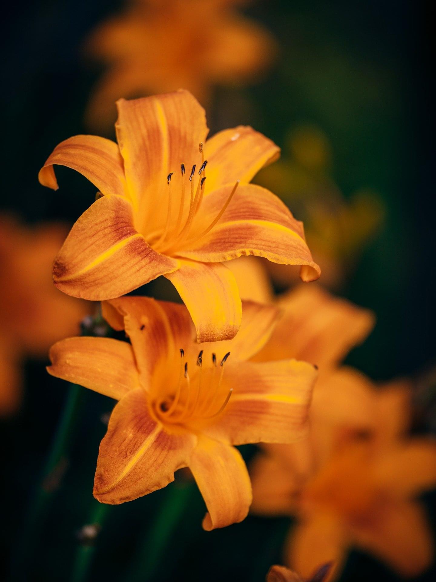 Uma flor amarela